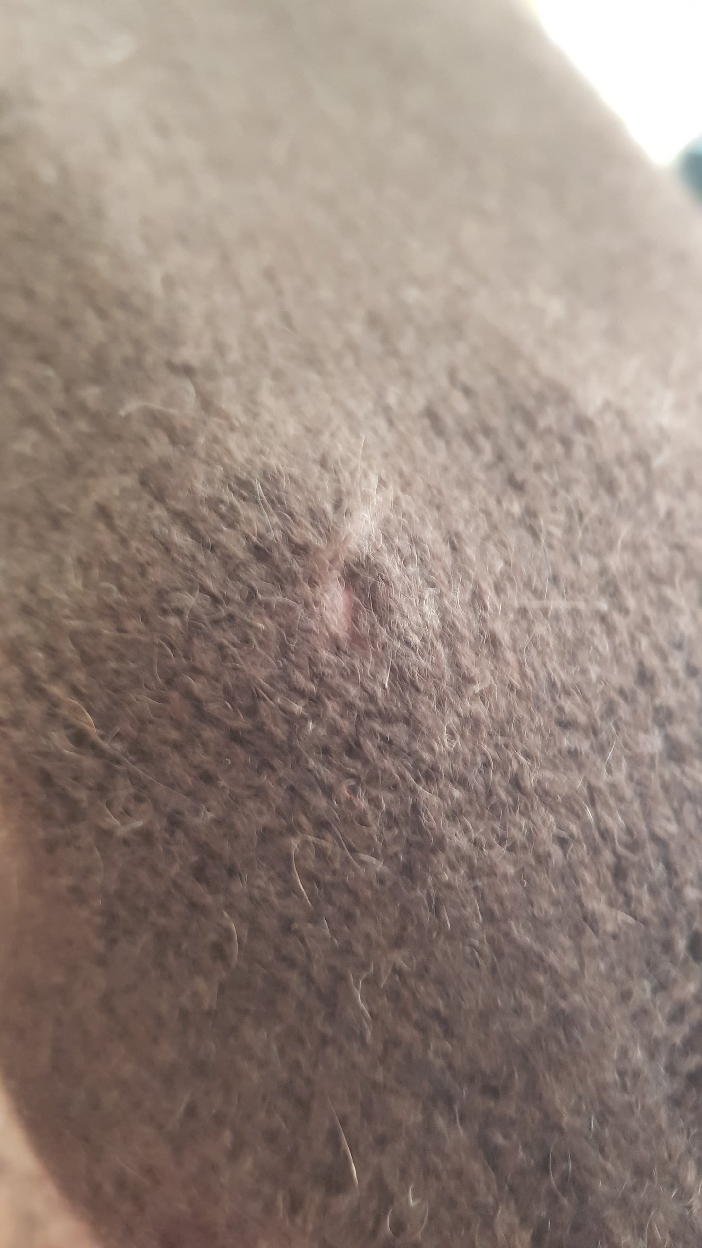 Veste laine yack pour femme